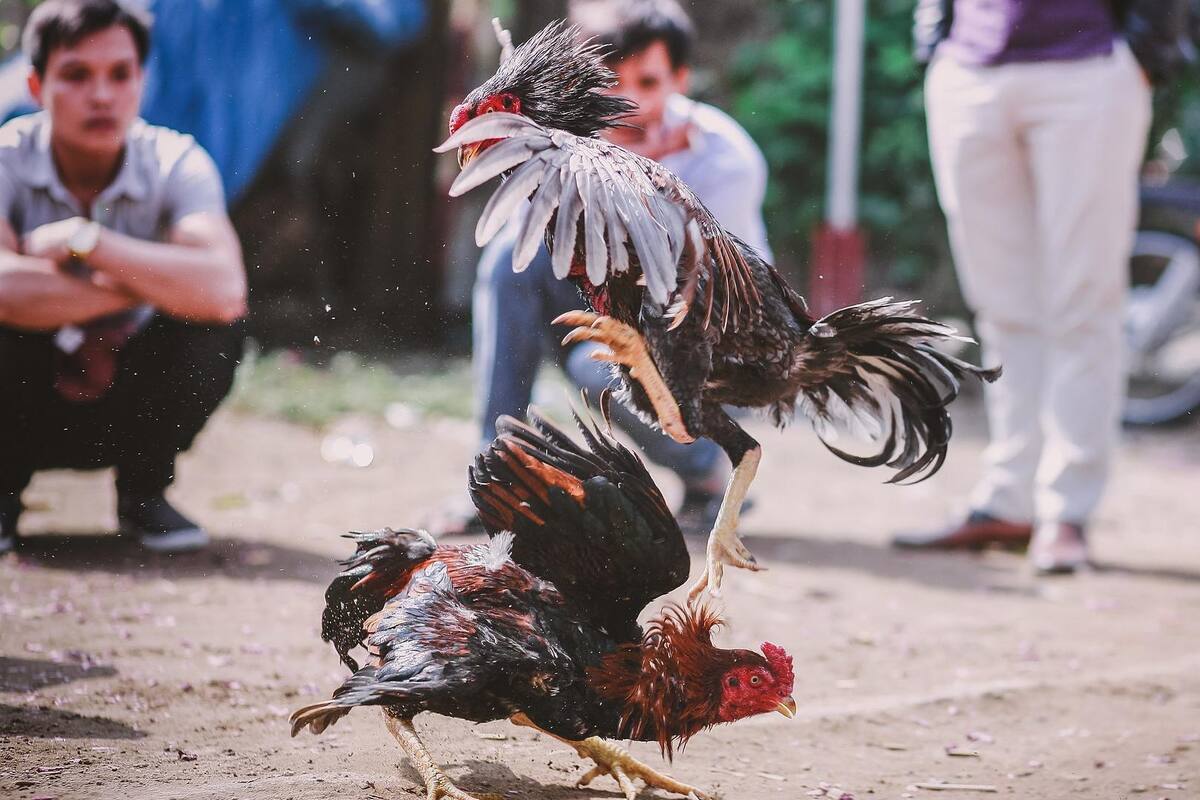 200 violan cuarentena por pelea de gallos