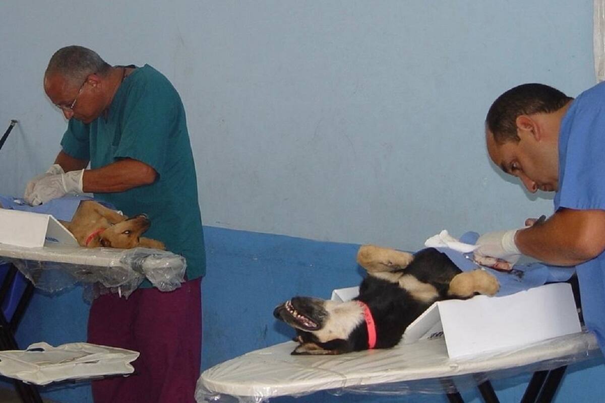 Ofrecerá 100 esterilizaciones gratuitas para perros y gatos en Rosarito