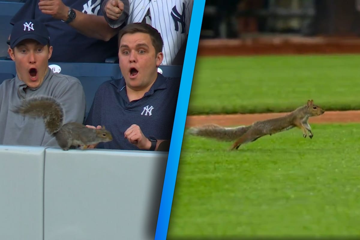 Una ardilla se roba el show en el Yankee Stadium durante el Red Sox vs Yankees