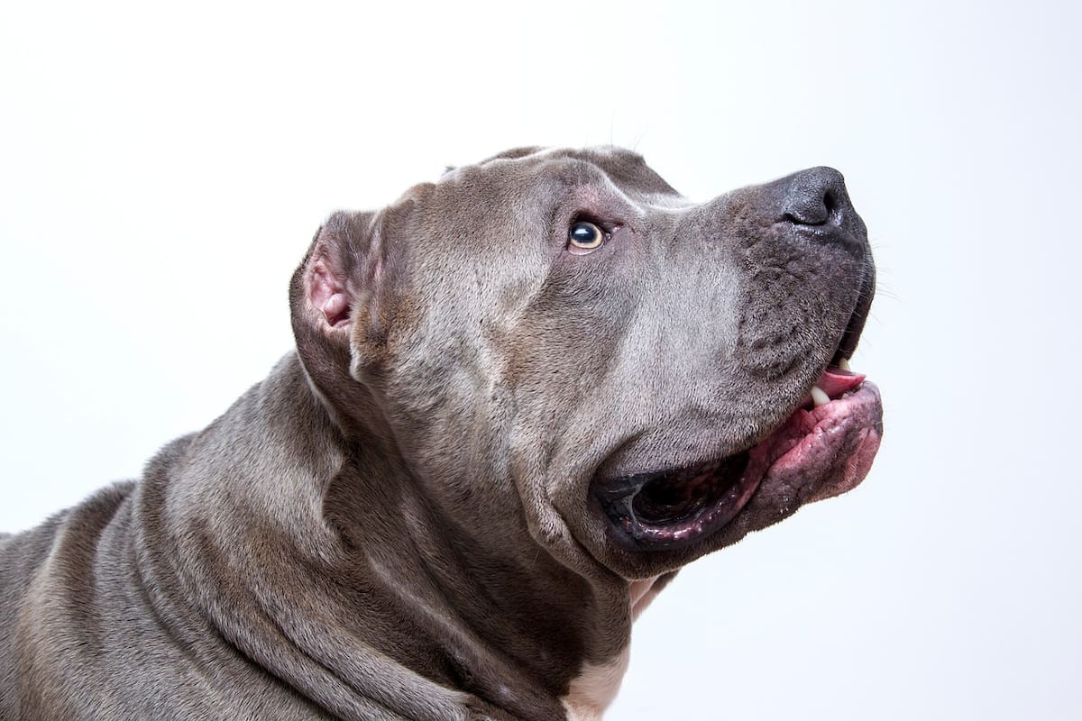 Aseguran pitbull y detienen a su dueña tras ataque a mujer de 73 años en Iztapalapa