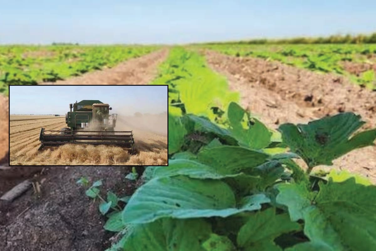 “Antes, uno sembraba con esperanza, pero ahora solo se gasta y se batalla”, nuevas generaciones ya no quieren sembrar en el sur de Sonora