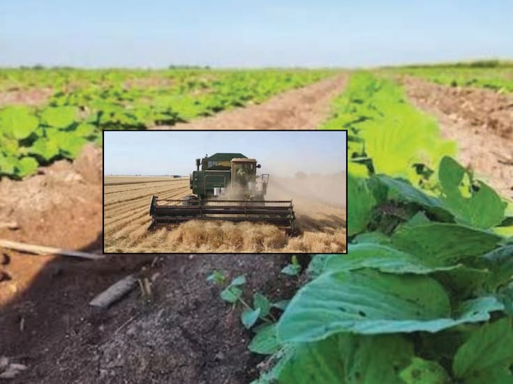 “Antes, uno sembraba con esperanza, pero ahora solo se gasta y se batalla”, nuevas generaciones ya no quieren sembrar en el sur de Sonora