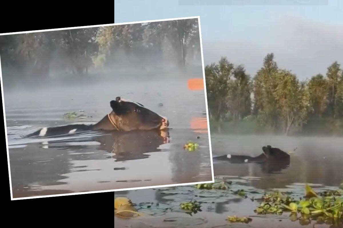 ¿Vaquitas “marinas”? VIDEO de vacas nadando en Xochimilco conmueve a redes