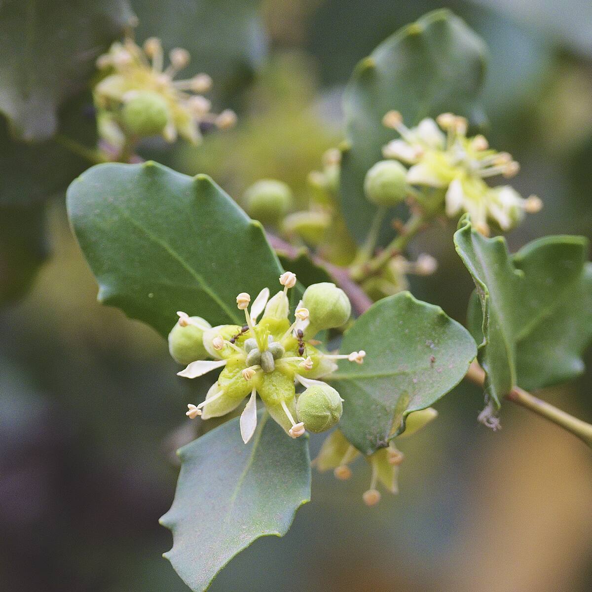 Flower and leaves of the Soapbark or Quillay Tree (Quillaja saponaria), endemic to central Chile and a species with many medicinal uses including a soapy, antibacterial bark extract.