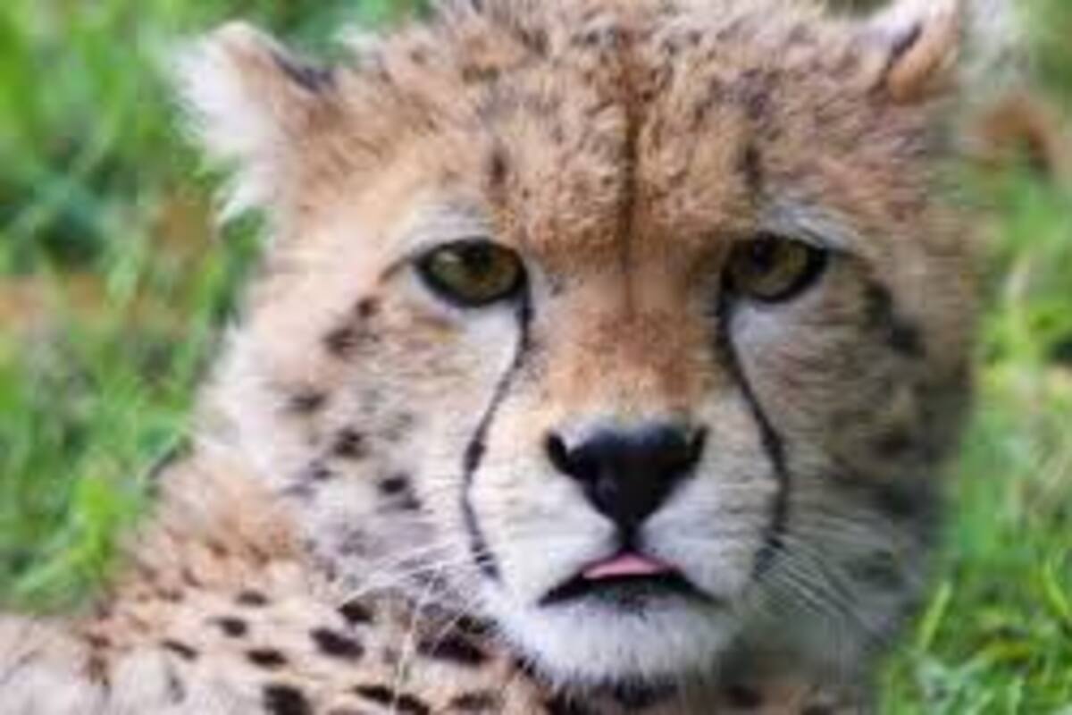 Cámara de visión nocturna capta el susto que le da una cría de leopardo a su hermano