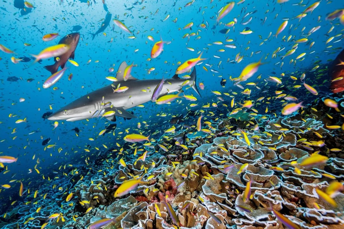 Descubre los 7 secretos ocultos de los ecosistemas en el Día Mundial del Medio Ambiente