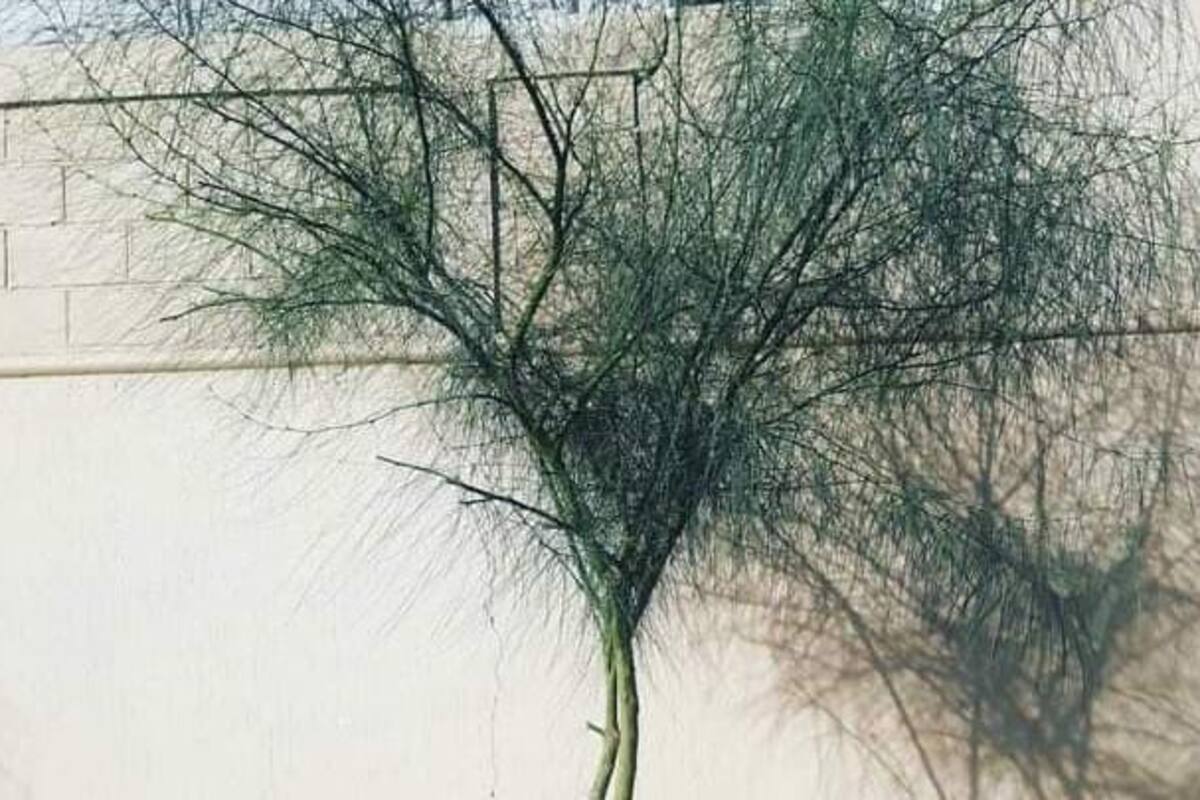 Roban tres árboles palo verdes en colonia Las Plazas; alcanzaban los tres metros
