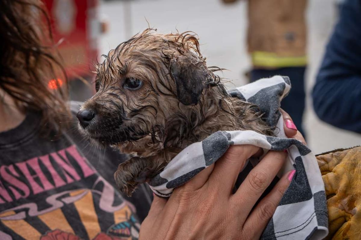 Rescatan a cachorro atrapado en tubería en la Zona Centro