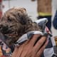 Rescatan a cachorro atrapado en tubería en la Zona Centro