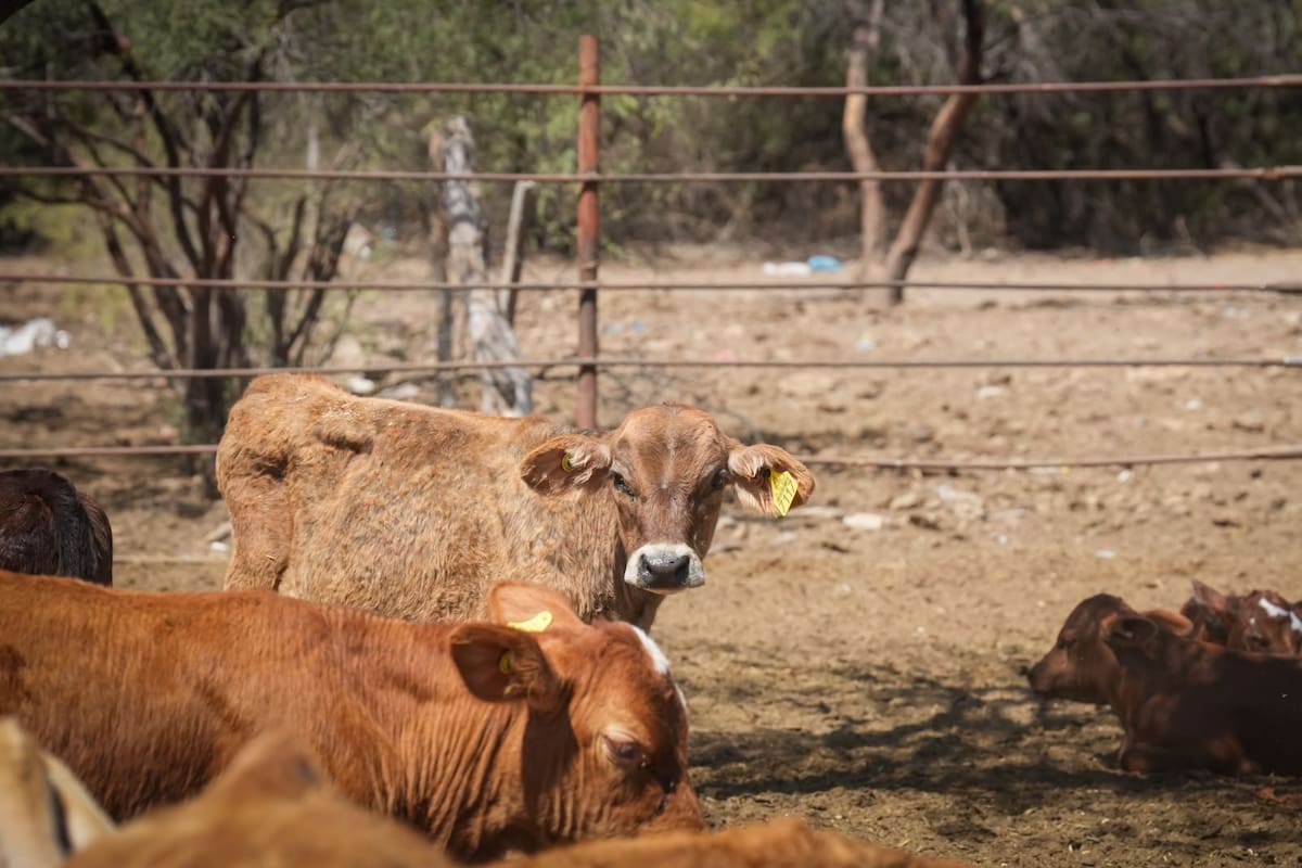 Sonora reanudará la exportación de ganado por Agua Prieta el 20 de octubre tras confirmar una enfermedad en un solo becerro