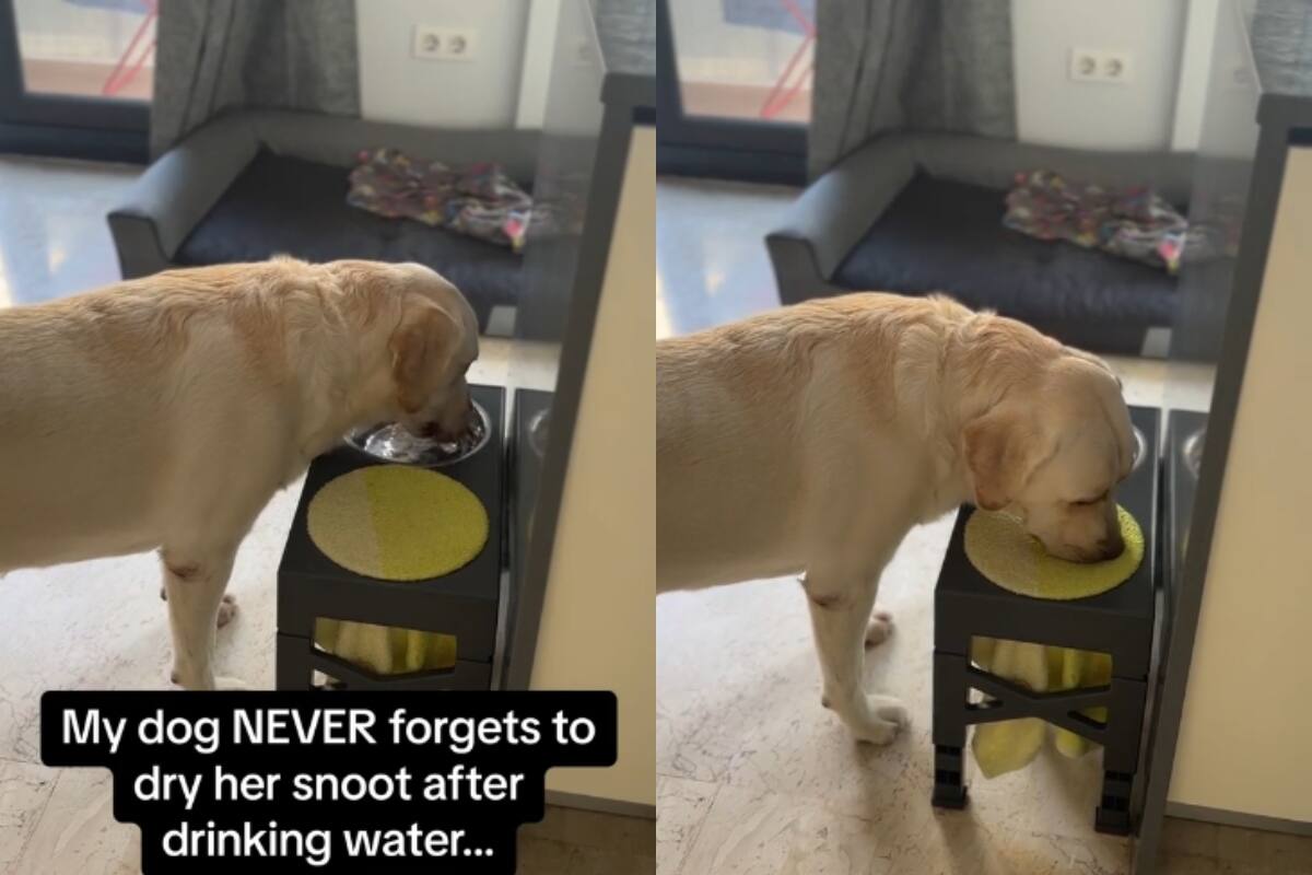 Perro se gana el corazón de todos al tener la costumbre de secarse el hocico después de tomar agua | TikTok