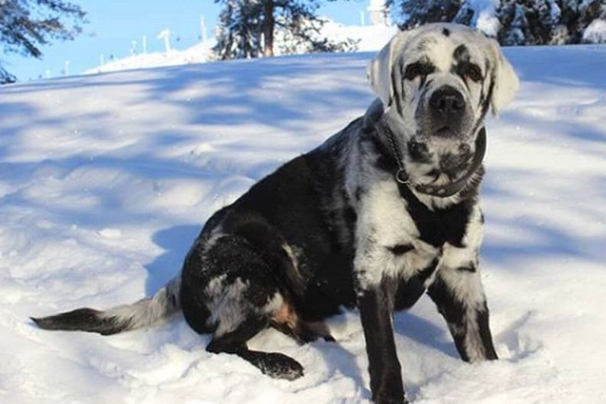 Perro que cambia de color negro a blanco es una celebridad