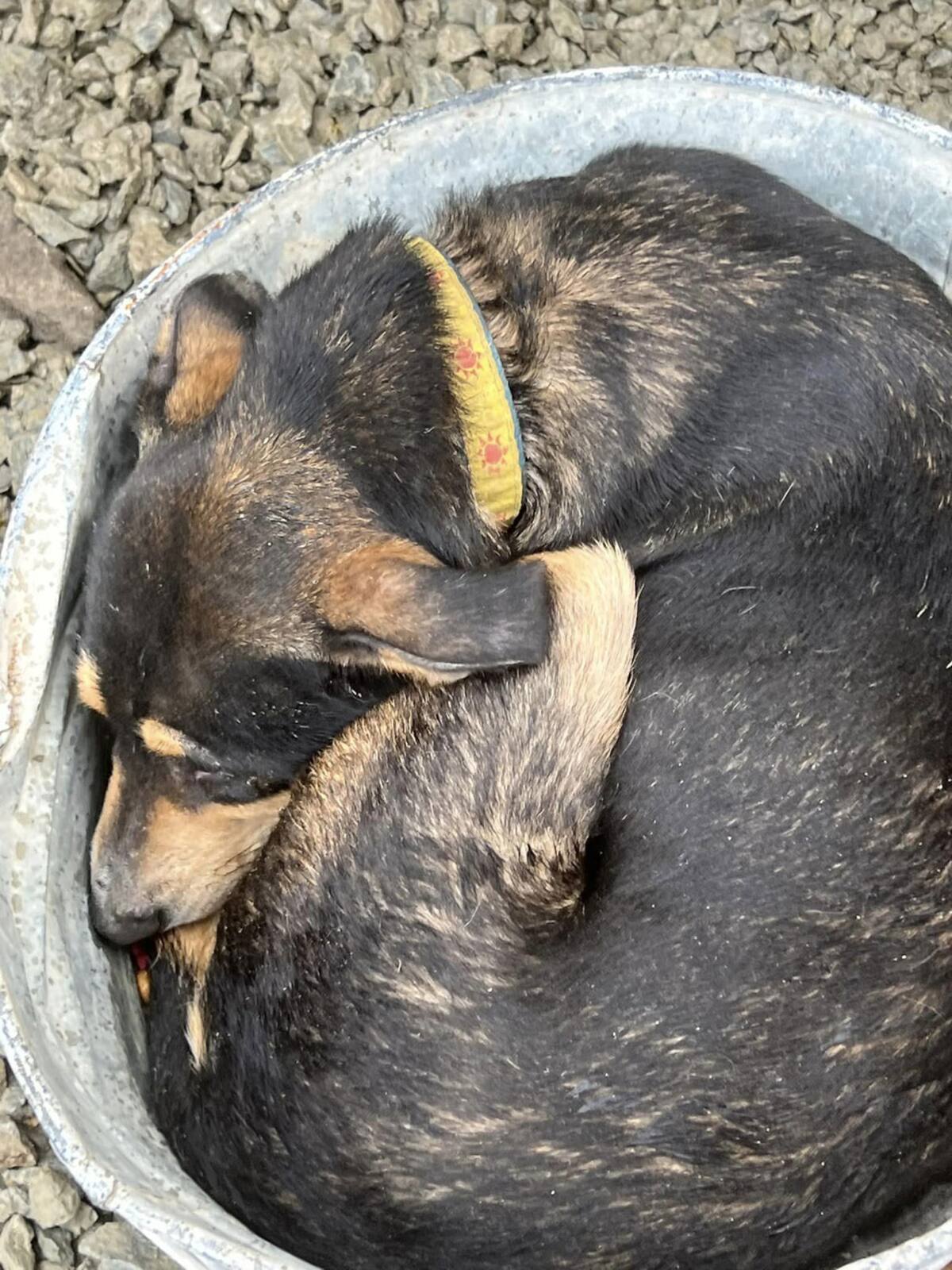 "Patitas firmes" rescata a animales maltratados.