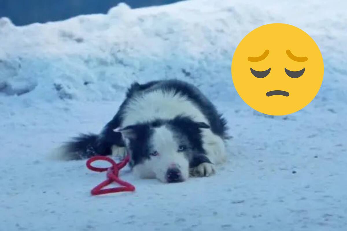 Messi, el perrito de “Anatomy of a Fall”, podría ser prohibido de los Premios Oscar