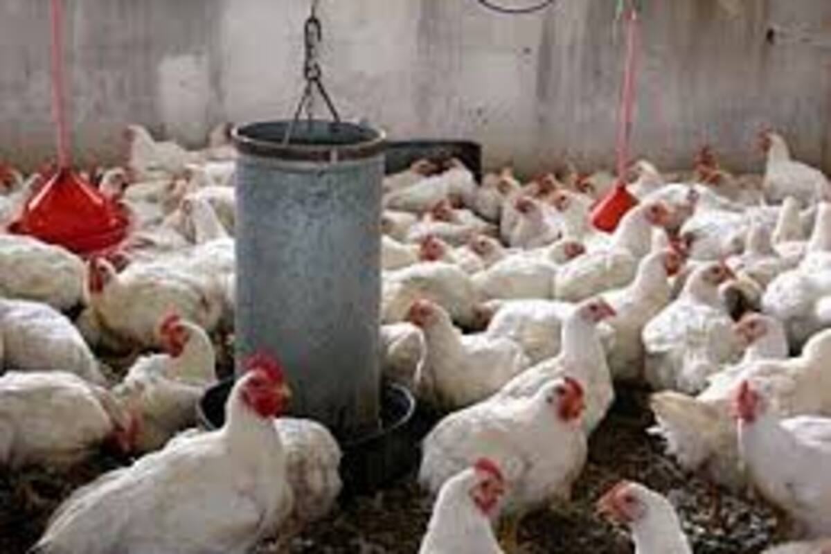 Una granja de gallinas causa sensación en las redes al 'recrear' la batalla final de 'Los Vengadores'