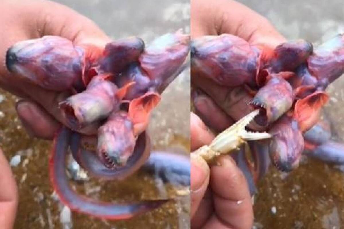 ¿Demogorgon de Stranger Things de la vida real?