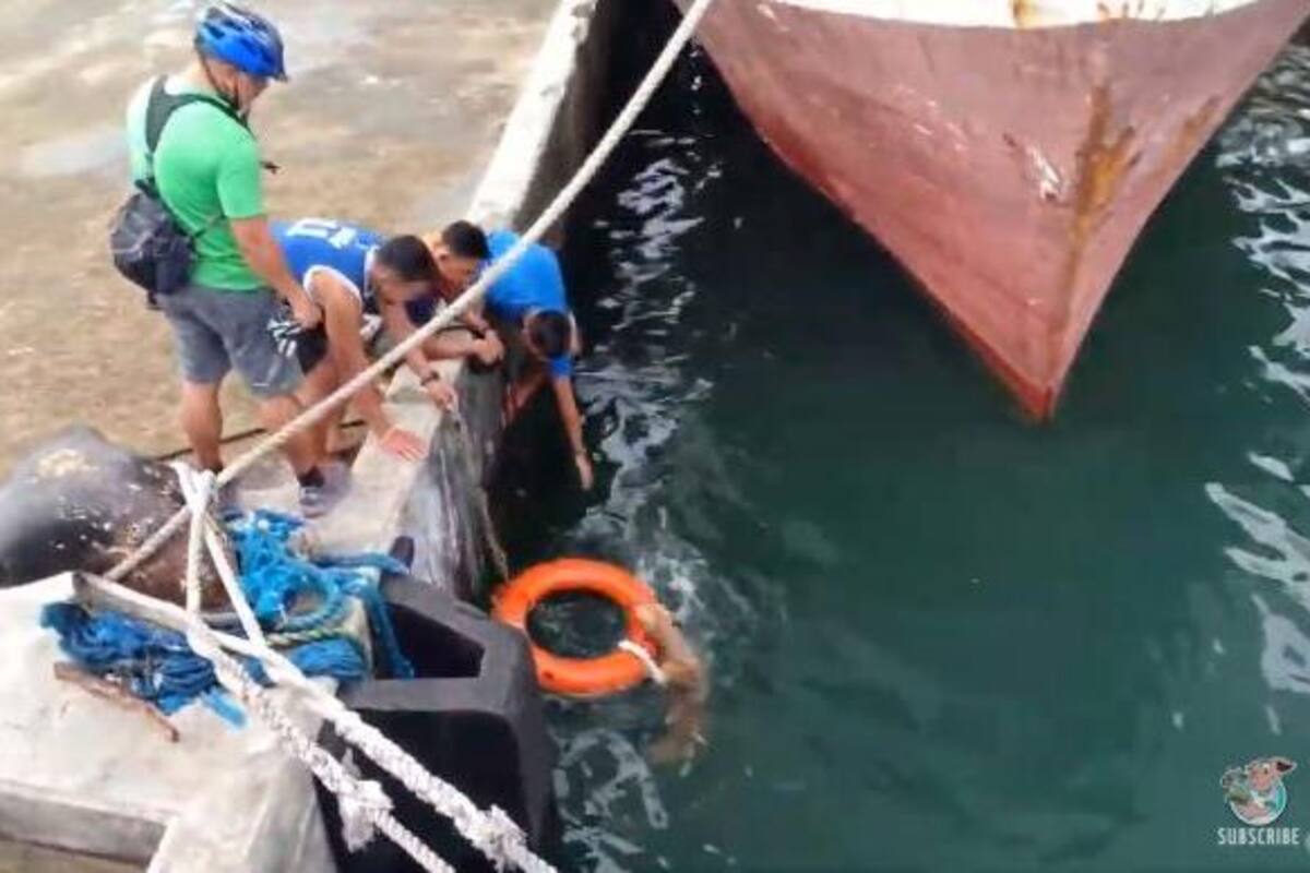 Perro es rescatado en el mar