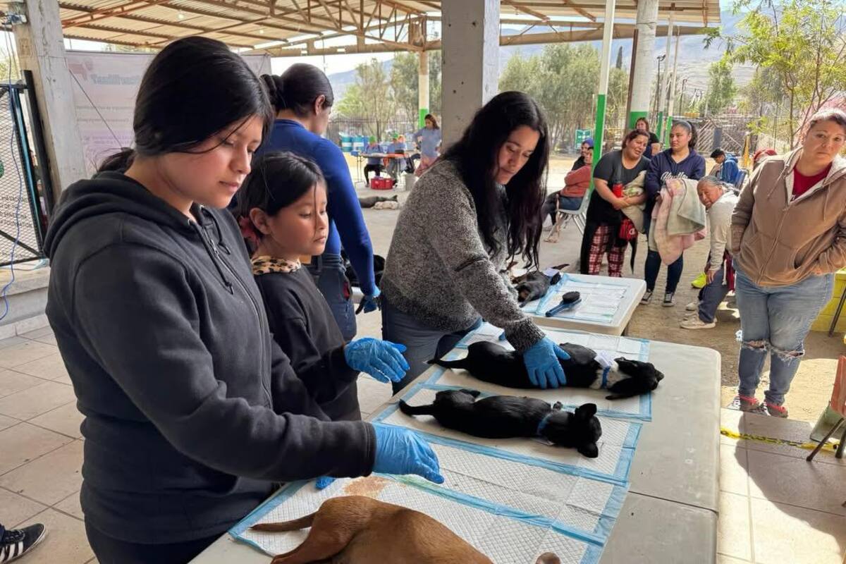 Esterilizarán a mascotas de manera gratuita en Primo Tapia