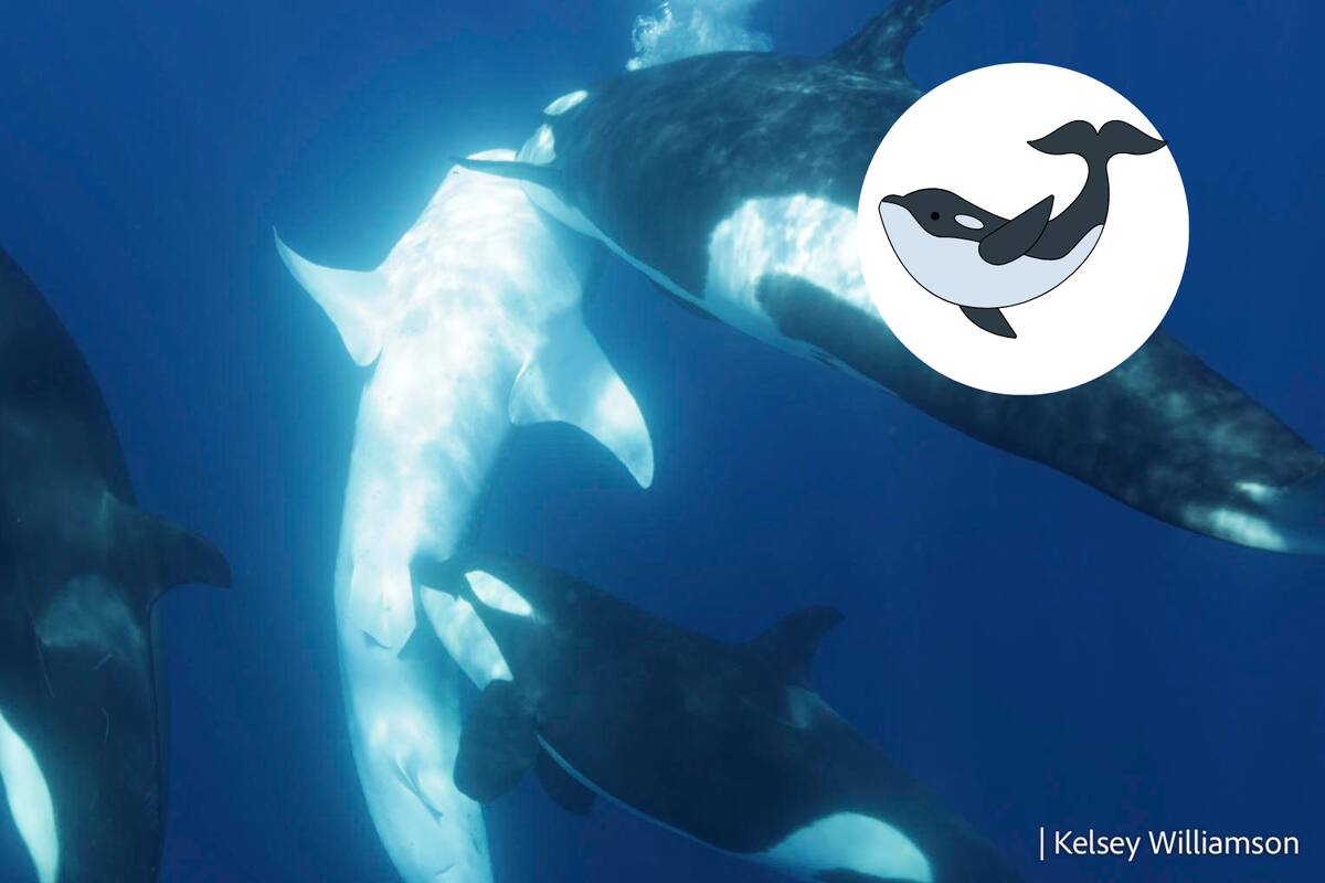Orcas podrían haber desarrollado técnicas para cazar al pez más grande del planeta