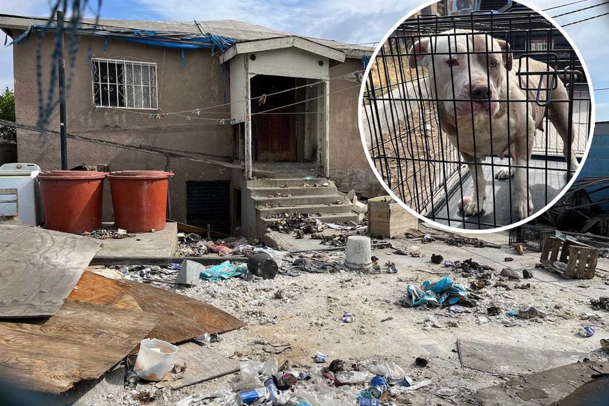 Atienden reporte por maltrato animal en Rosarito