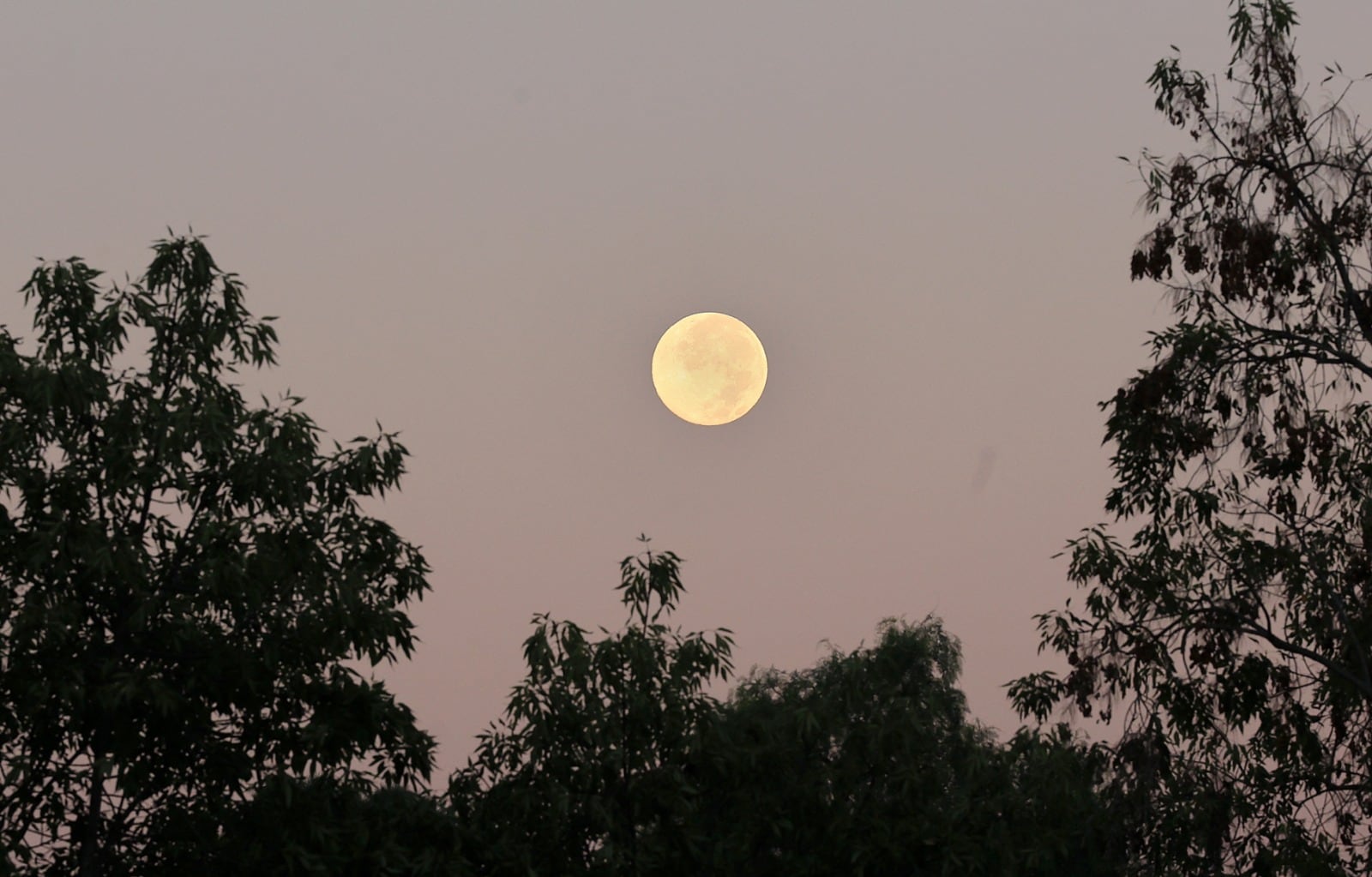 La Luna del Cazador fue visible en Tijuana durante la noche del domingo y la madrugada del lunes. Foto: Sergio Ortiz