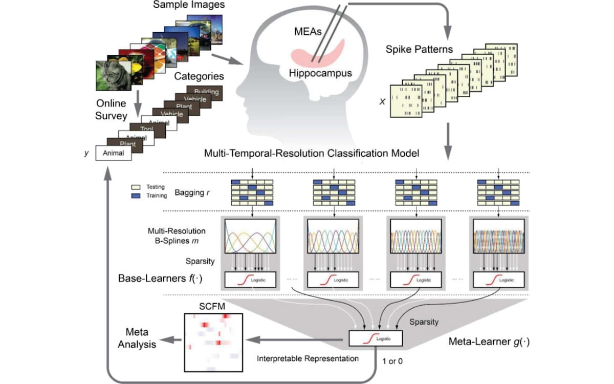 Arquitectura general del experimento: Esquema que muestra cómo las imágenes vistas por los pacientes generan impulsos eléctricos en el hipocampo, los cuales son procesados por un modelo de inteligencia artificial para descifrar la categoría del recuerdo.