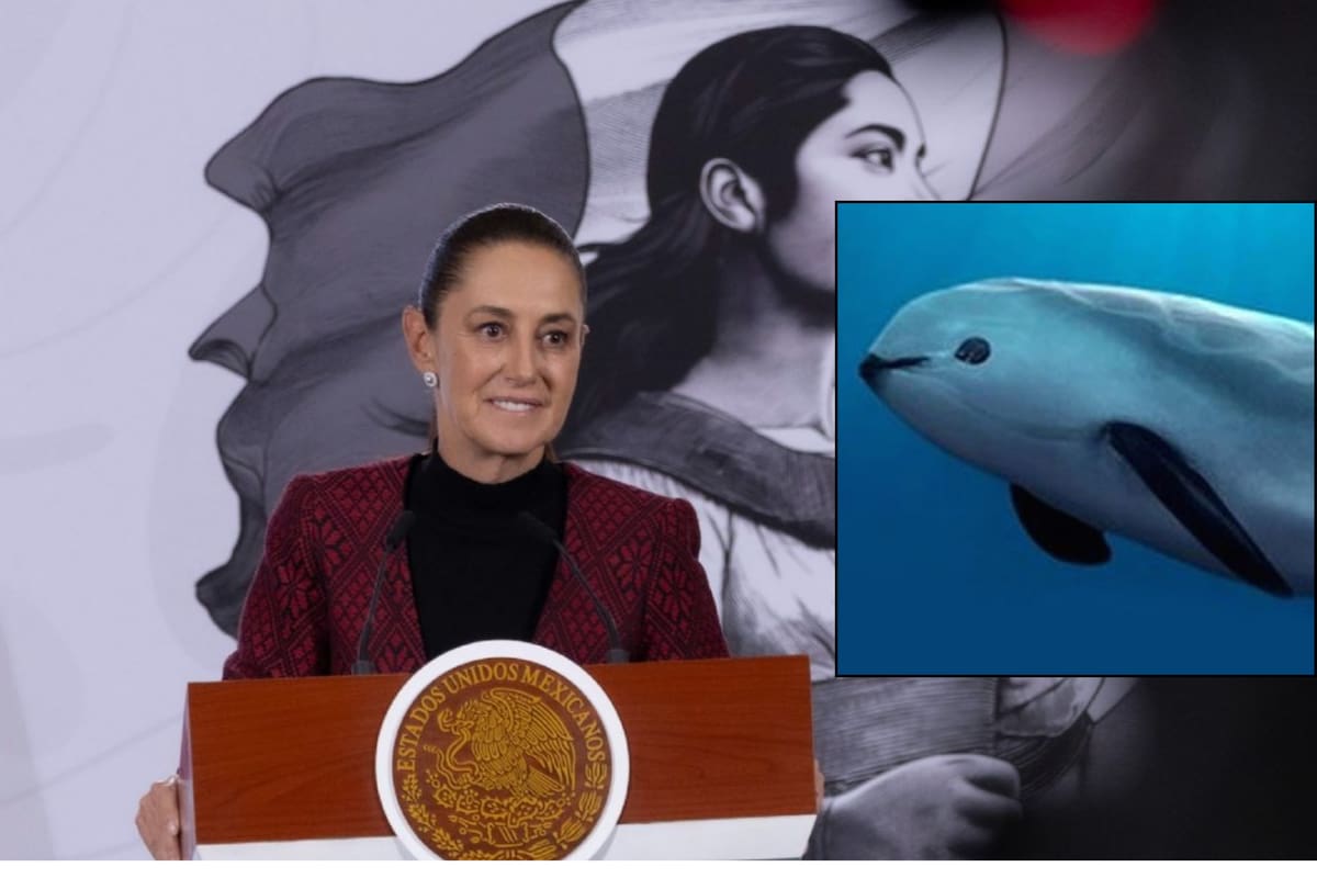 Claudia Sheinbaum invitó que funcionarios de Medio Ambiente y Pesca acudieran a explicar las medidas para proteger a la vaquita marina