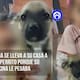 Niña rescata a perrito porque, según ella, su vecina le pegaba y conmueve a las redes sociales