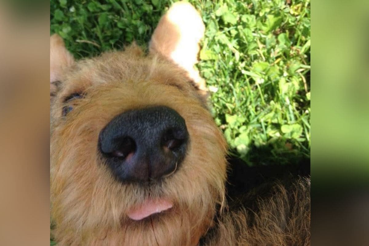 ¿Tu perro entiende lo que dices? Estudio revela cuántas palabras comprende nuestra mascota