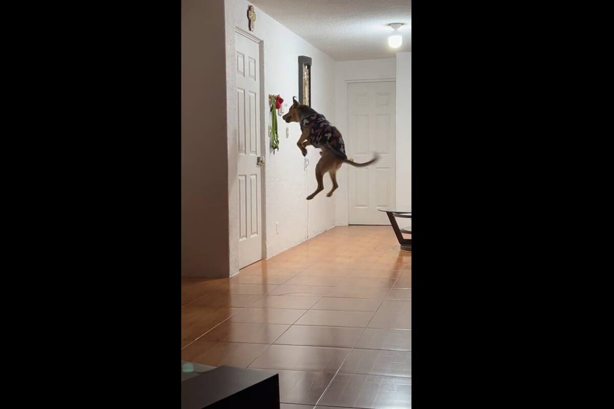 VIRAL TIKTOK: Esta es la reacción de un perrito al ver llegar a su dueña