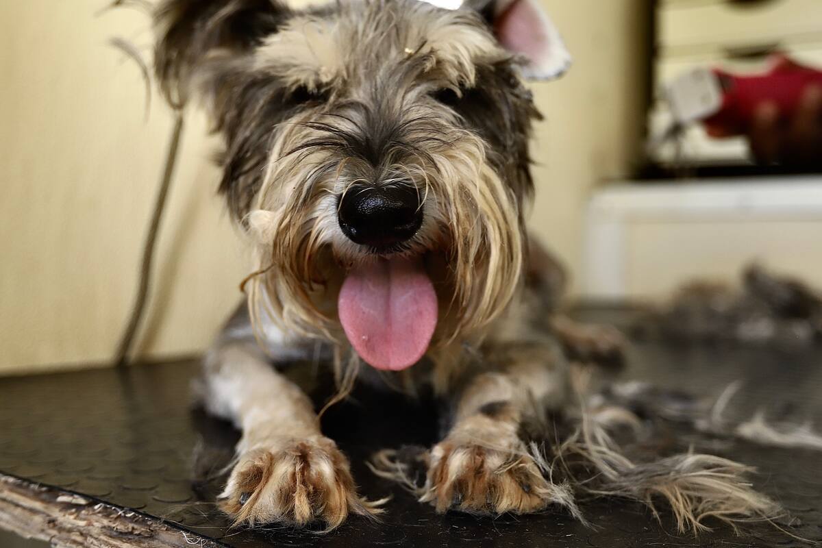 Piden a la población vacunar y esterilizar a sus mascotas caninas