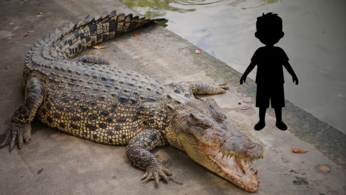 Niño de 3 años fue arrojado a una jaula llena de cocodrilos en zoológico de Reino Unido; se encuentra muy grave