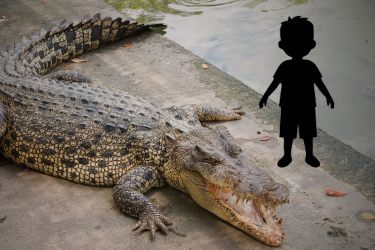 Niño de 3 años fue arrojado a una jaula llena de cocodrilos en zoológico de Reino Unido; se encuentra muy grave