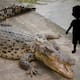 Niño de 3 años fue arrojado a una jaula llena de cocodrilos en zoológico de Reino Unido; se encuentra muy grave
