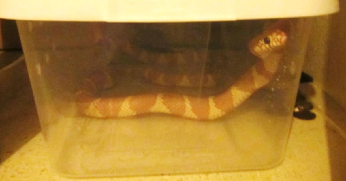 Autoridades estadounidenses localizaron decenas de reptiles ocultos en un vehículo durante una investigación por presunto tráfico de vida silvestre entre México y Estados Unidos. Foto: Cortesía.
