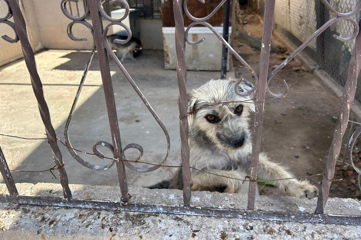 Rescatan a cuatro lomitos víctimas de maltrato animal en la Carbajal