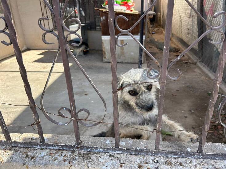 Rescatan a cuatro lomitos víctimas de maltrato animal en la Carbajal