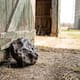Roca usada como tope era un meteorito de 100 mil dólares