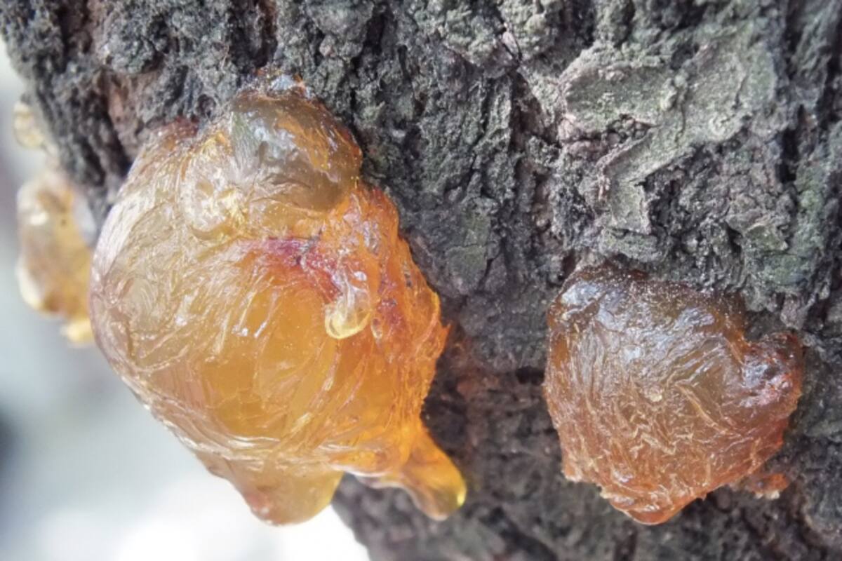 Encuentran savia de árboles de 105 millones de años