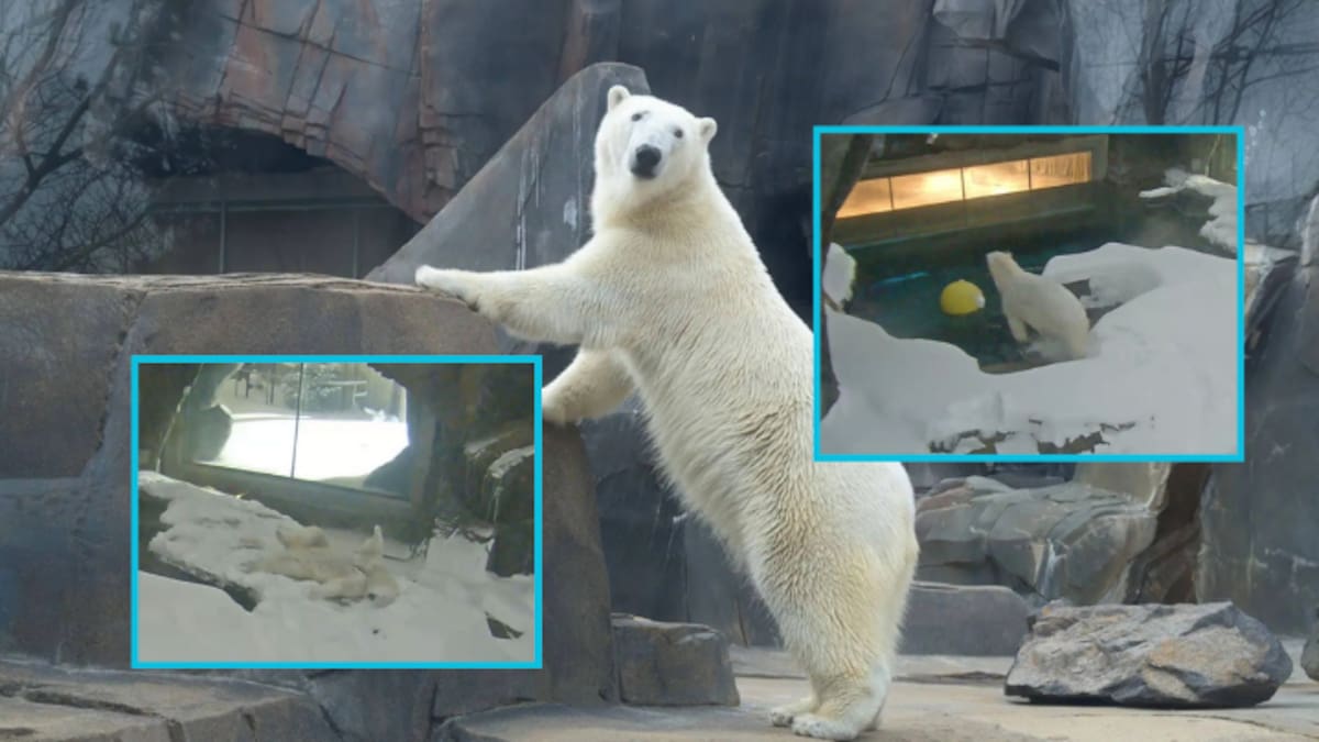 Mientras una tormenta invernal histórica cubría de nieve el este de Estados Unidos, Kallu, un oso polar del Zoológico de Saint Louis, encontró en su recinto el escenario perfecto para jugar
