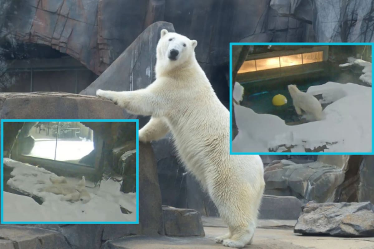 Mientras una tormenta invernal histórica cubría de nieve el este de Estados Unidos, Kallu, un oso polar del Zoológico de Saint Louis, encontró en su recinto el escenario perfecto para jugar