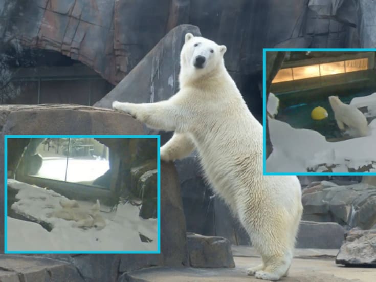 Mientras una tormenta invernal histórica cubría de nieve el este de Estados Unidos, Kallu, un oso polar del Zoológico de Saint Louis, encontró en su recinto el escenario perfecto para jugar