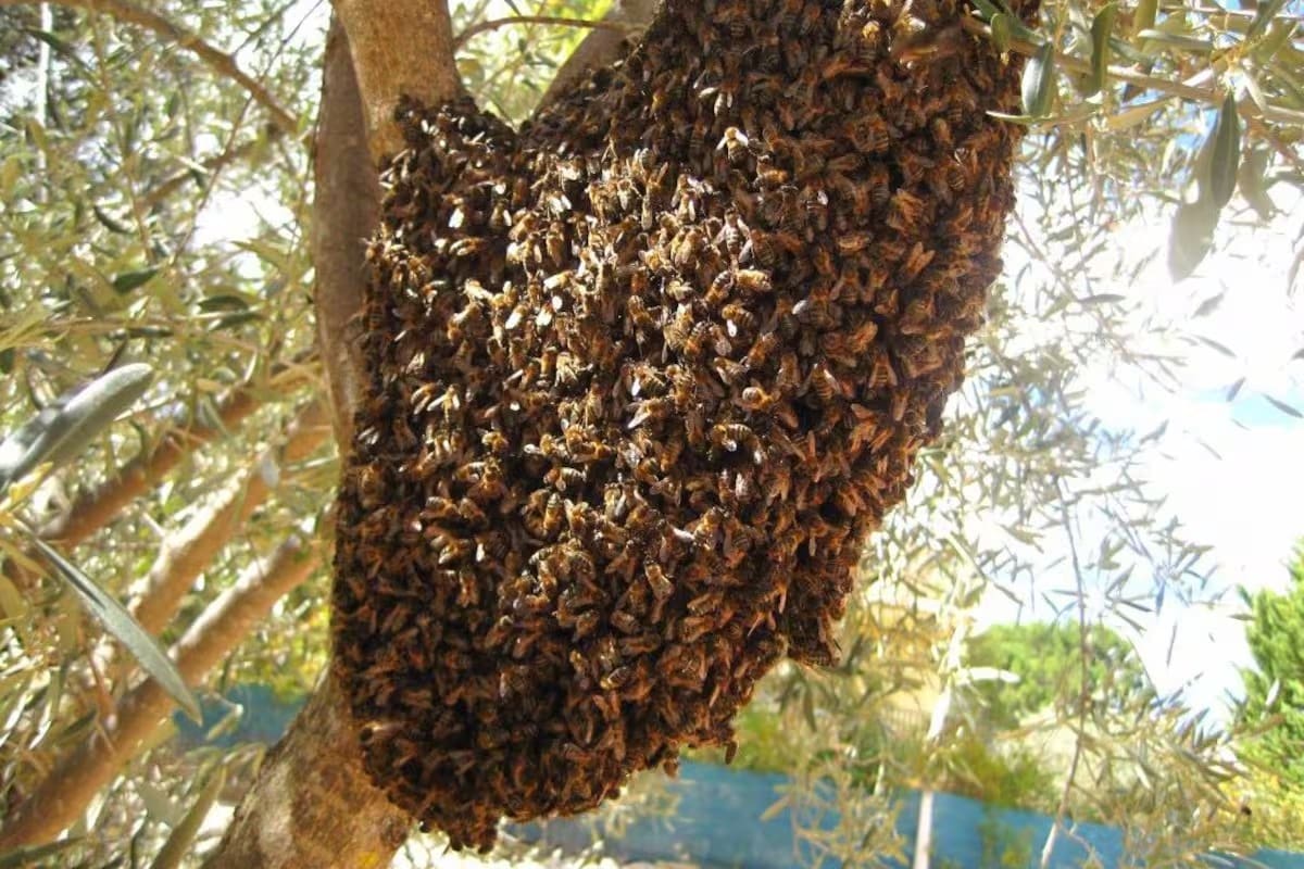 Cuatro ataques de abejas se registran en Mexicali este año