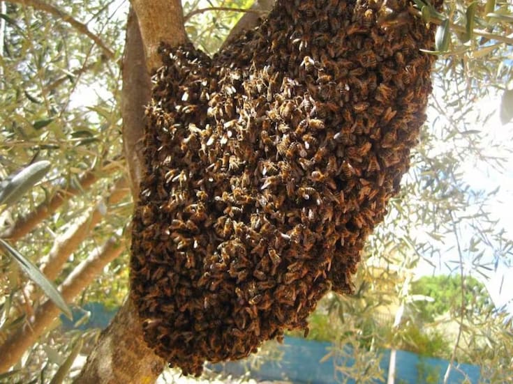 Cuatro ataques de abejas se registran en Mexicali este año