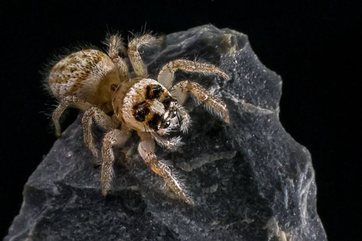 Estudian en Cicese especie de araña que ‘salta y danza’