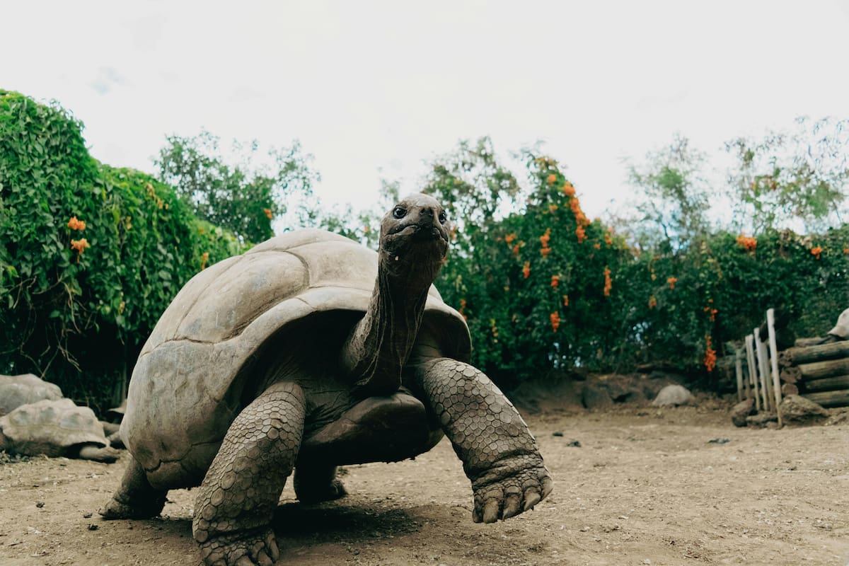 “La tortuga más longeva del mundo”: 192 años de historia, desde la Reina Victoria hasta la era digital