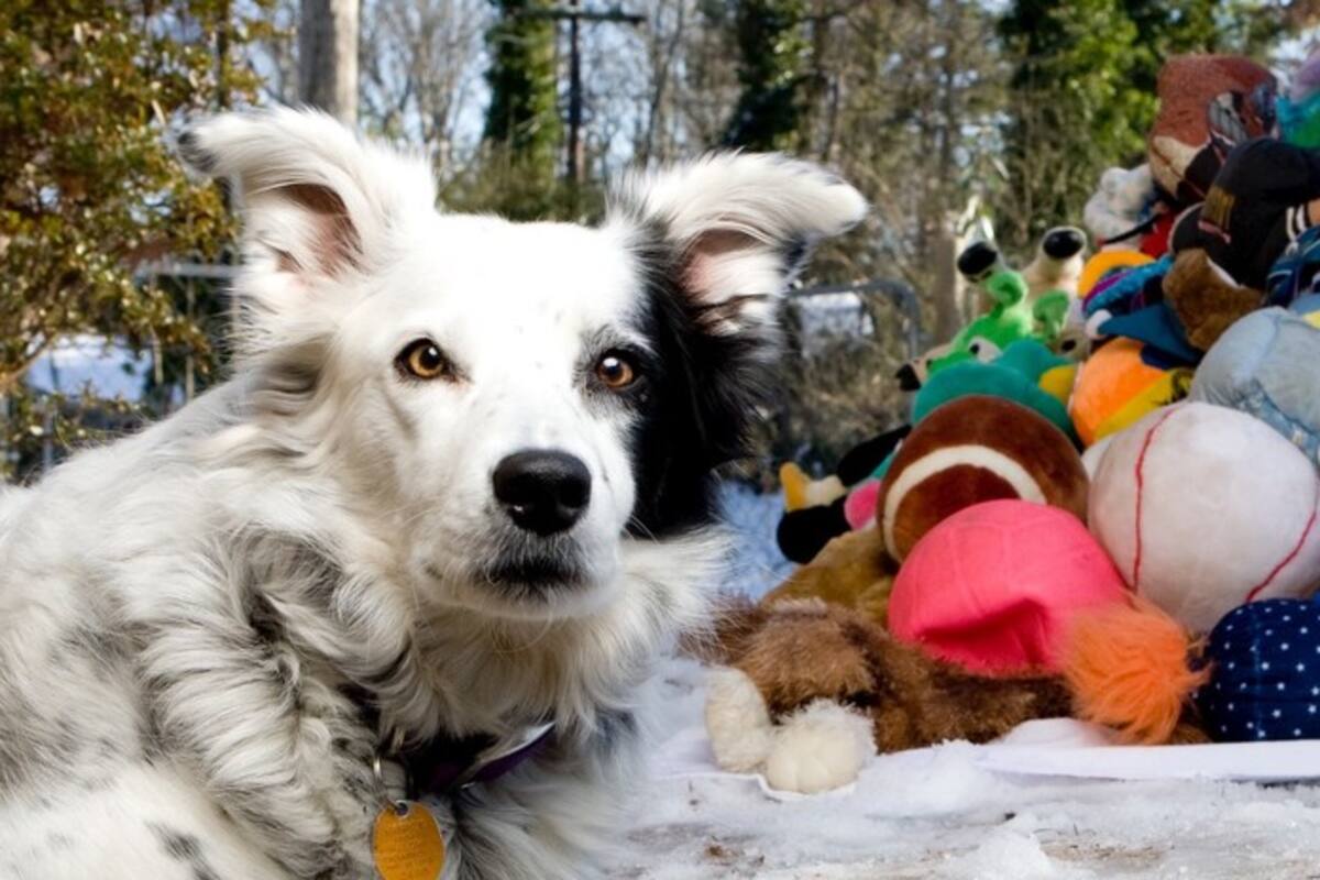 Muere 'el perro más inteligente del mundo'