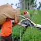 Investigadores crean DragonBot, un robot agrícola de bajo costo que identifica frutas maduras sin dañarlas y podría transformar la cosecha en México