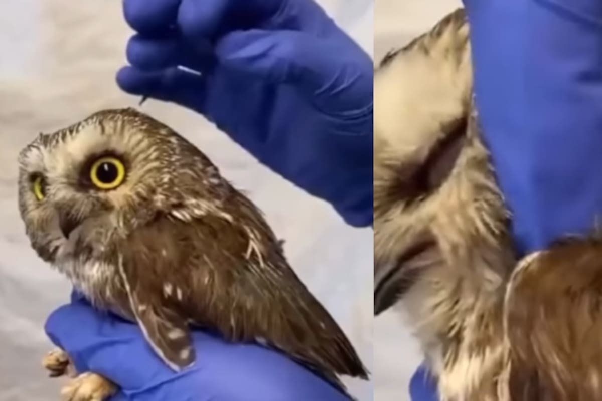 Veterinario muestra cómo lucen los oídos de los búhos, y no es nada como te lo imaginas