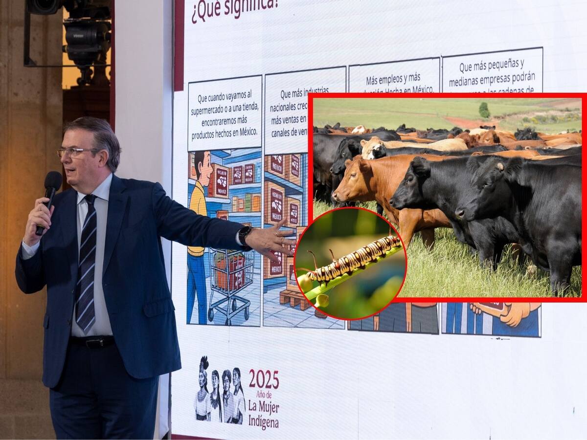 Si el cierre la frontera de EEUU a la importación de ganado de México dura 15 días, habrá sólo un “impacto sensible”, afirma Marcelo Ebrard. | Crédito: Presidencia/Canva